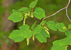 Acer tegmentosum