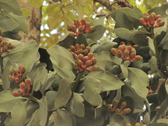 Psittacanthus macrantherus