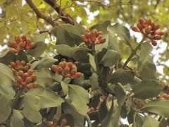 Psittacanthus macrantherus