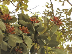 Psittacanthus macrantherus