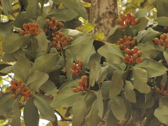 Psittacanthus macrantherus