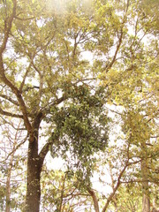 Psittacanthus macrantherus