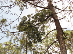 Psittacanthus macrantherus