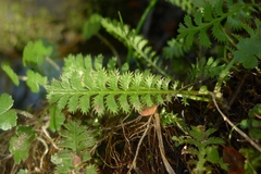 Leptinella
