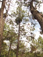 Psittacanthus macrantherus