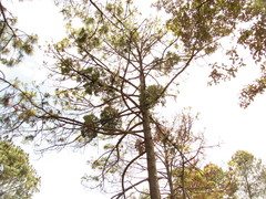 Psittacanthus macrantherus