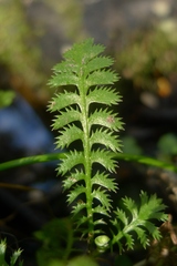 Leptinella