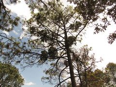 Psittacanthus macrantherus