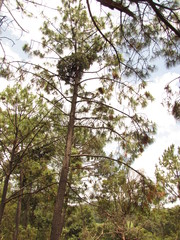 Psittacanthus macrantherus