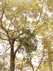 Psittacanthus macrantherus