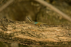 Anolis hendersoni
