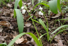 Allium paradoxum