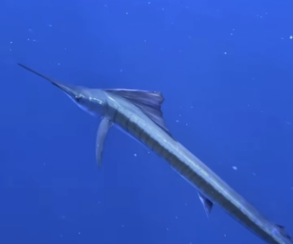 Sailfish swimming in open blue water, seen from below, with its long bill and tall dorsal fin