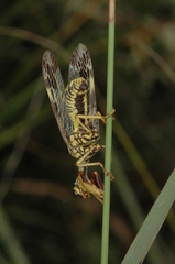 Paramantispa decorata