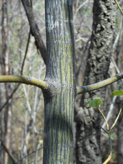 Acer tegmentosum