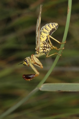 Paramantispa decorata