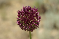 Allium atroviolaceum