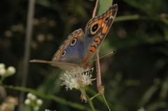 Junonia genoveva hilaris