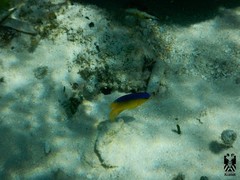 Stegastes leucostictus