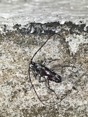 Elaphidion irroratum
