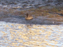 Bucephala