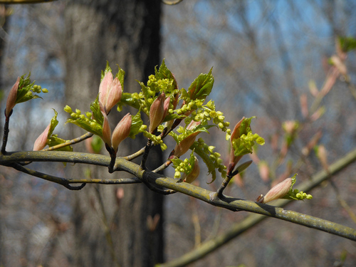 Manchurian Striped Maple