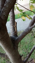 Anolis sagrei