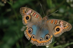Junonia genoveva hilaris