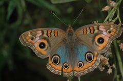 Junonia genoveva hilaris