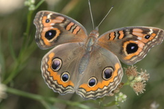Junonia genoveva hilaris