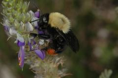Bombus bellicosus