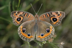 Junonia genoveva hilaris