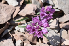 Allium oreophilum