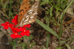 Dione vanillae maculosa