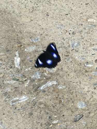 Great Eggfly