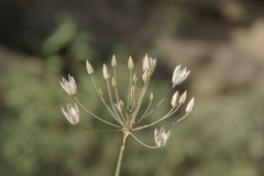 Allium inaequale
