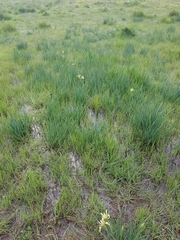 Iris grant-duffii