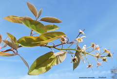 Amelanchier × intermedia