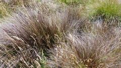 Schoenus pauciflorus