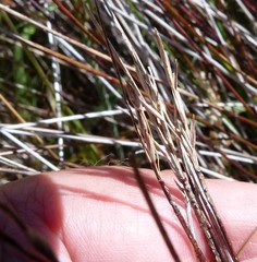 Schoenus pauciflorus