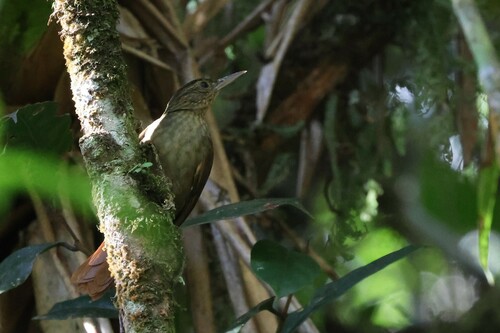 Streak-capped Treehunter (Thripadectes virgaticeps), photo 3