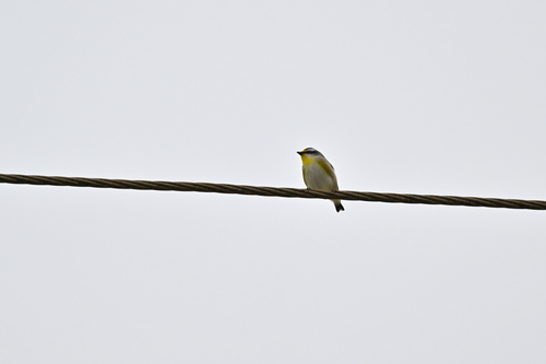 Striated Pardalote