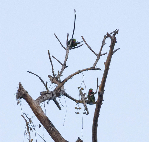 Red-flanked Lorikeet (Hypocharmosyna placentis), photo 2