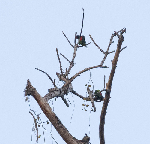 Red-flanked Lorikeet (Hypocharmosyna placentis), photo 7