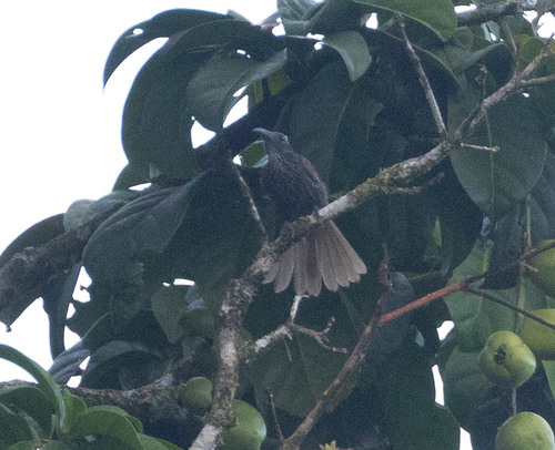 White-streaked Friarbird (Melitograis gilolensis), photo 6