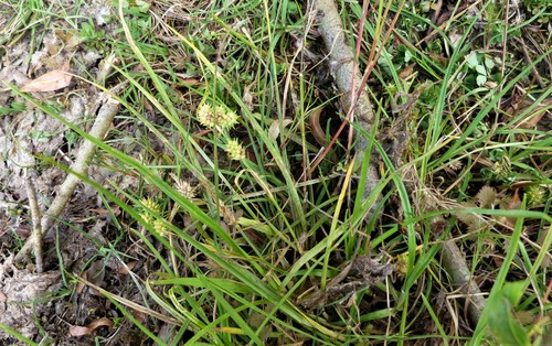 Carex flaviformis (Carex flaviformis)