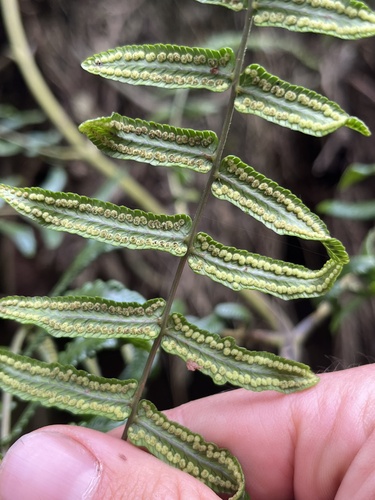 Amauropelta pteroidea (Amauropelta pteroidea)