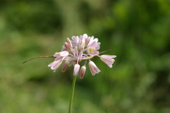 Allium kunthianum