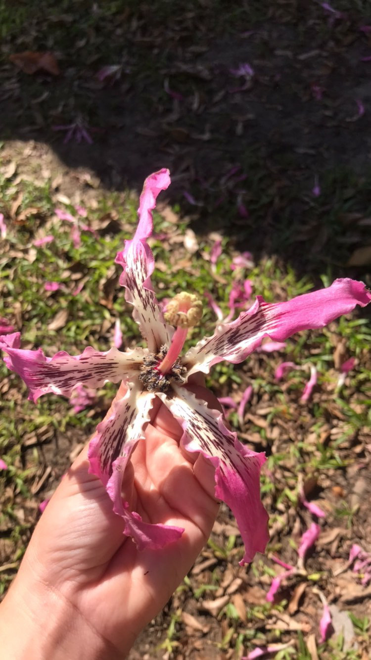 Ceiba speciosa