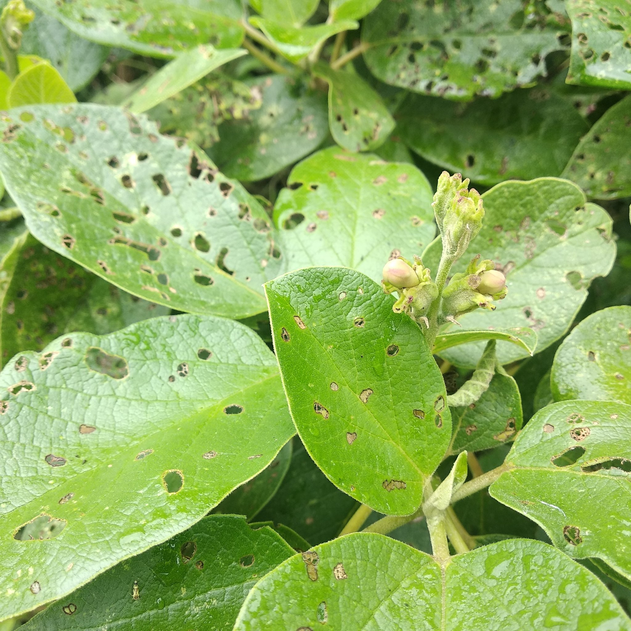 Delostoma integrifolium image